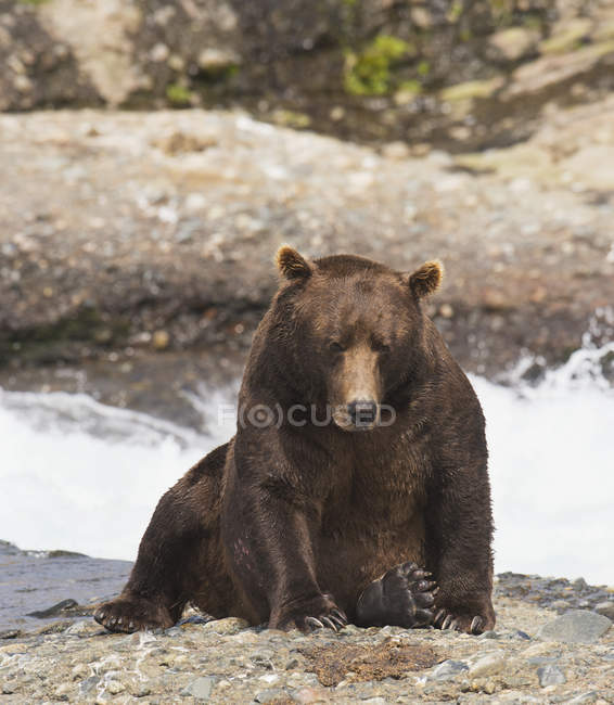 Urso castanho descansando à beira da água — Fotografia de Stock