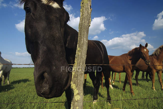 Curious horse standing near fence — Stock Photo