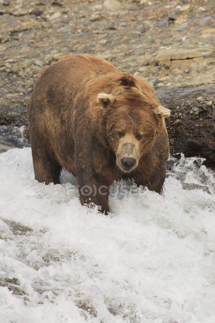 Urso castanho em pé em água corrente — Fotografia de Stock
