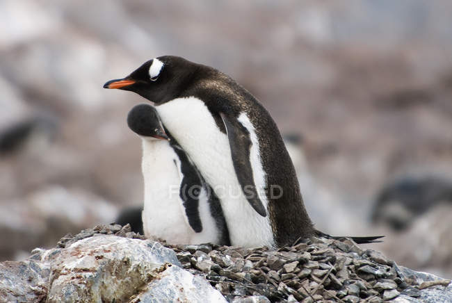 Pingüinos Gentoo cerca uno del otro - foto de stock