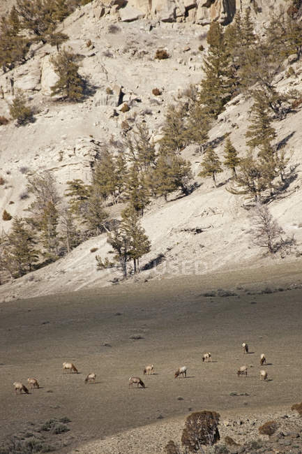 Herd of Elk grazing — Stock Photo