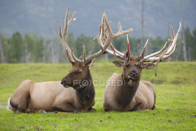Pair Of Captive Roosevelt Elk Laying In The Green Grass — Stock Photo