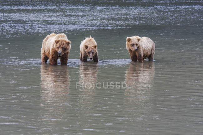 Sembrar y dos osos pardos - foto de stock