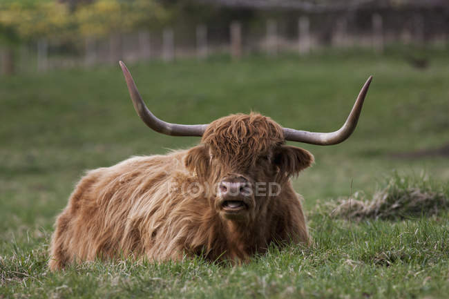 Vaca montañosa tendida sobre hierba - foto de stock