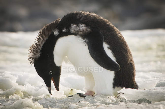Adelie pingouin à l'extérieur — Photo de stock