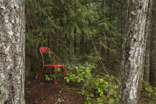 Una vecchia sedia rossa seduta nella foresta pluviale — Foto stock