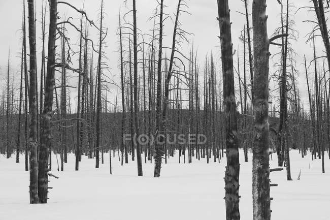 Árvores sem folhas na neve no inverno — Fotografia de Stock