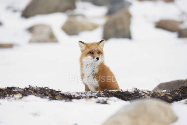Червона лисиця сидить на снігу — стокове фото