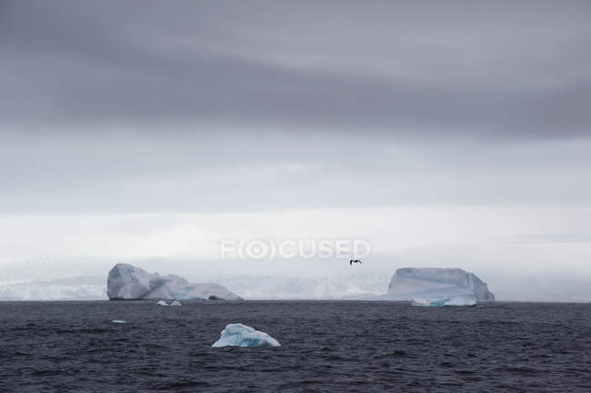 Іберги в океанічній воді — стокове фото