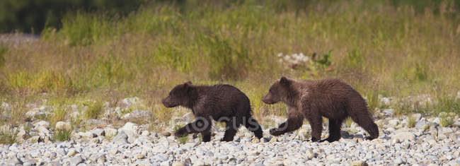 Dois ursos marrons caminhando juntos — Fotografia de Stock