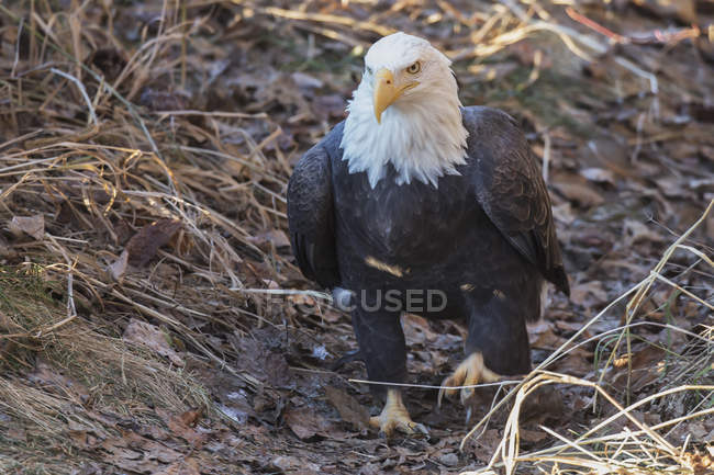 Aquila calva che cammina — Foto stock