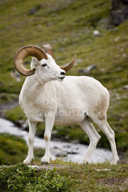 Dall Ram em pé na natureza selvagem — Fotografia de Stock