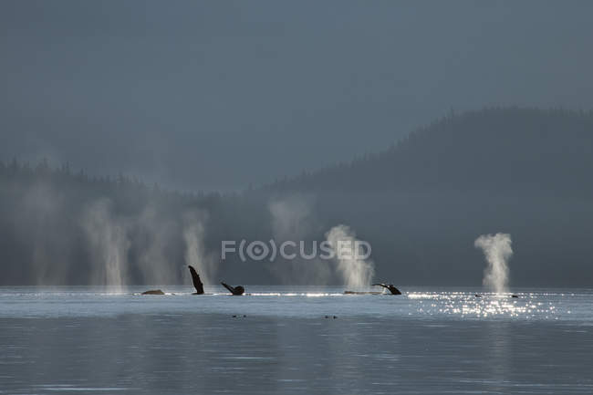 Горбаті кити відпочивають — стокове фото