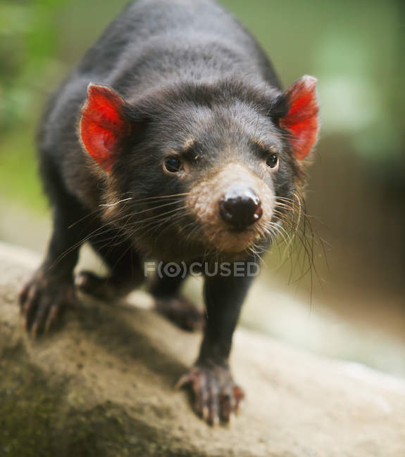 Tasmanian devil standing — Stock Photo