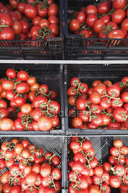 Ripe tomatos in crates — Stock Photo