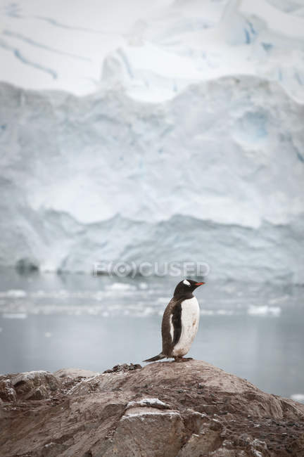 Gentoo пінгвіна на скелі — стокове фото
