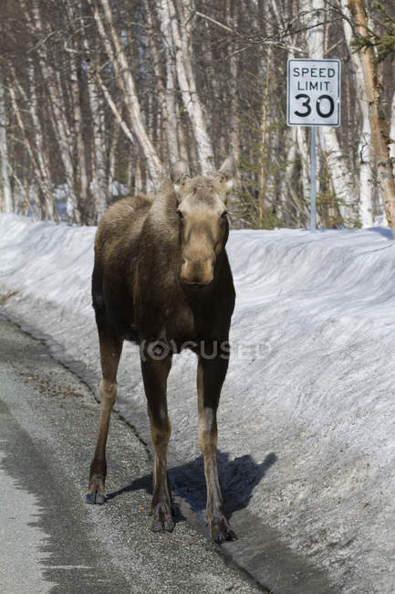 Cow Moose Walks Down Road — Stock Photo