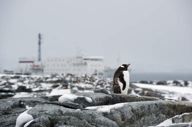 Gentoo pingüino de pie en la roca - foto de stock