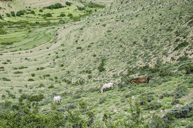 Horses graze on hills — Stock Photo