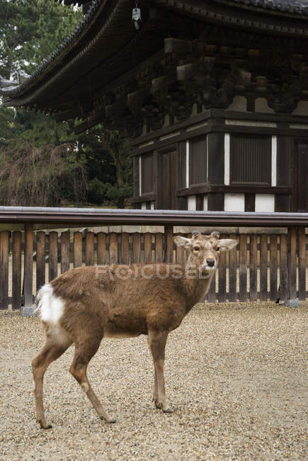 Deer in front of pagoda — Stock Photo