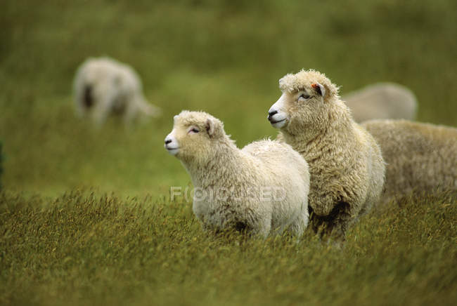 Ewe and her lamb on a green pasture — Stock Photo