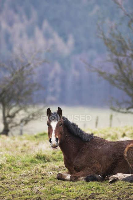 Horse laying down — Stock Photo