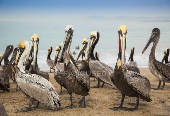 Pelícanos en la playa de arena - foto de stock