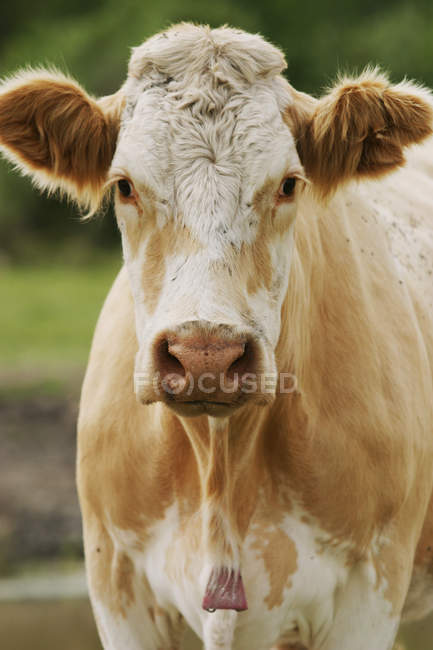 Vaca de vacuno de raza cruzada - foto de stock