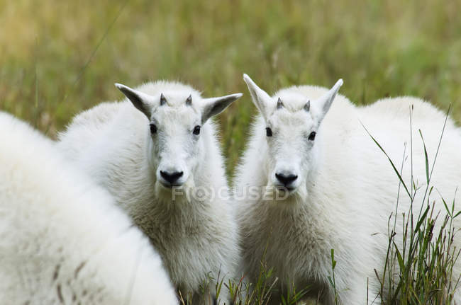 Juvenile mountain goats — Stock Photo