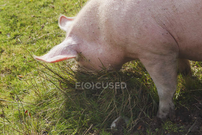 Взрослые свиньи кормятся в траве — стоковое фото