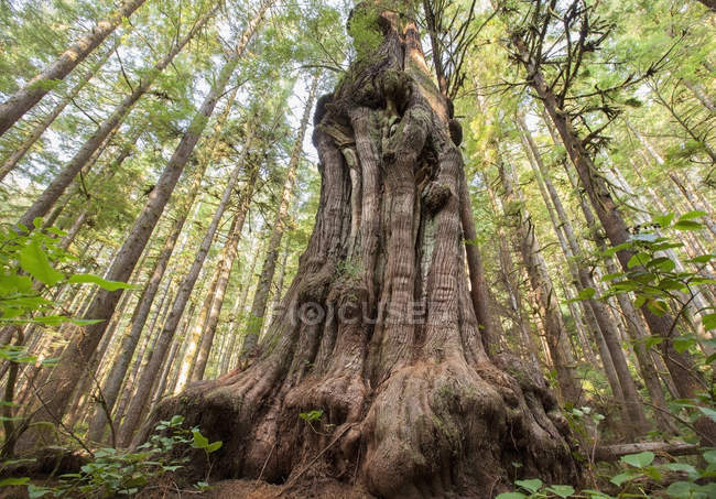 El árbol más gnarliest cedro gigante de Canadá - foto de stock