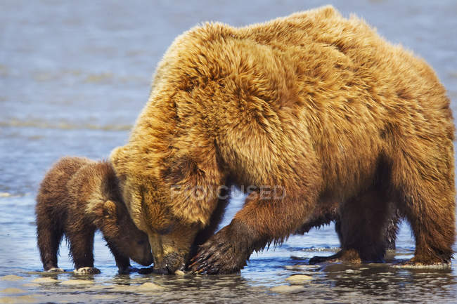 Brown bear sow and cub clamming at lake — Stock Photo