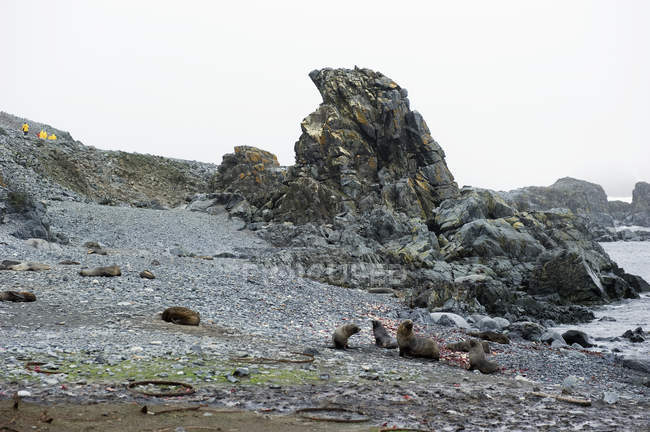 Антарктический тюлень — стоковое фото
