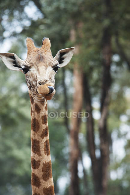 Girafa em pé entre as árvores — Fotografia de Stock