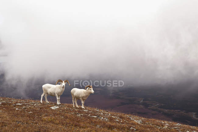 Dall montoni di pecora — Foto stock