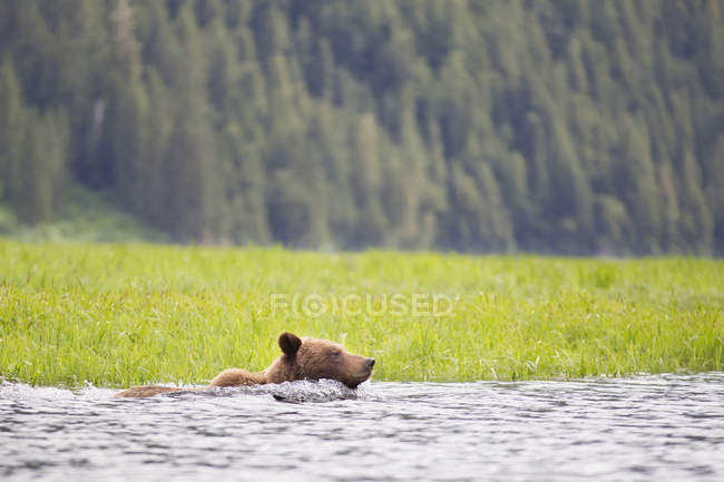 Urso pardo nadando na água — Fotografia de Stock