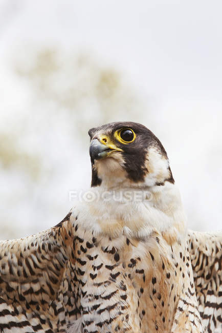 Falcon look for prey — Stock Photo