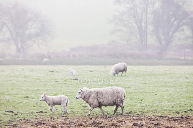 Ovejas pastando en el campo de niebla - foto de stock