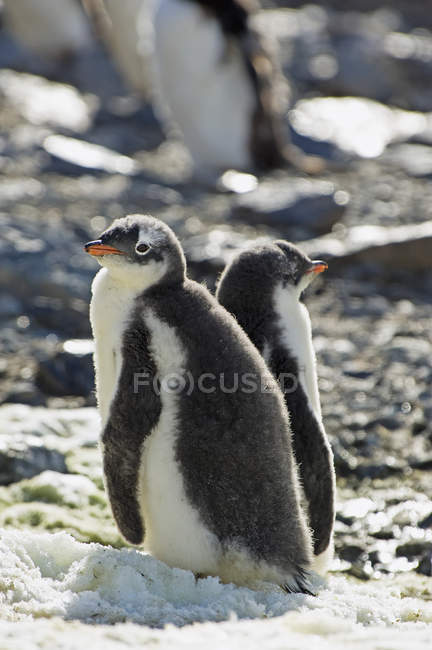 Gentoo пінгвіни на камені — стокове фото