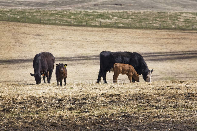 Pastoreio de gado em campo de restolho — Fotografia de Stock