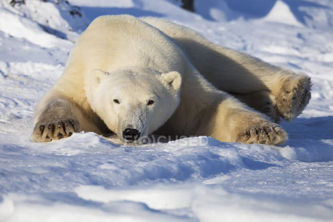 Urso polar que põe na neve — Fotografia de Stock