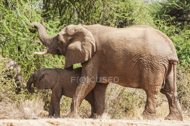 Материнський слон з дитиною — стокове фото