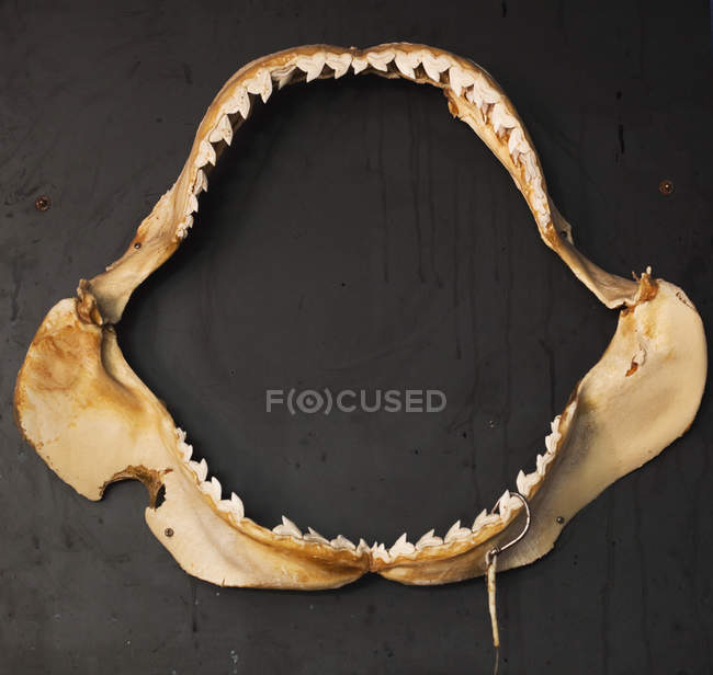 Ein Fischkiefer mit Zähnen und Haken — Stockfoto
