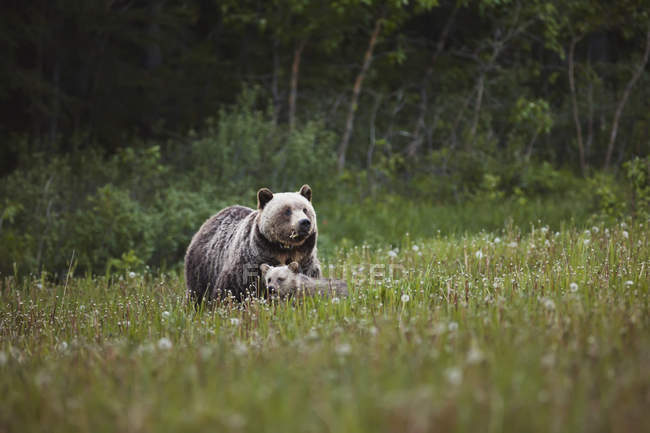Madre oso pardo - foto de stock