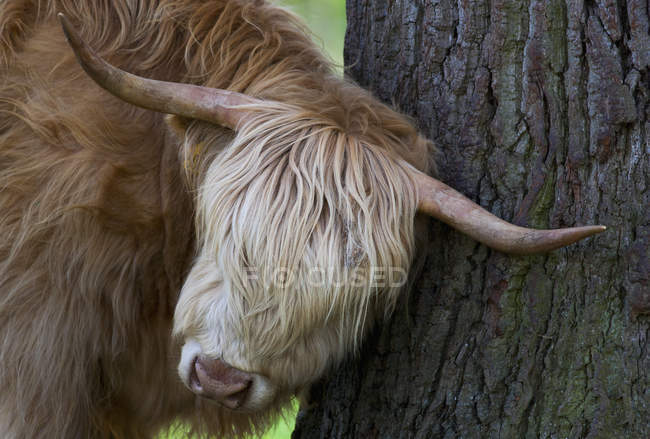 Vaca das Terras Altas esfregando a cabeça — Fotografia de Stock
