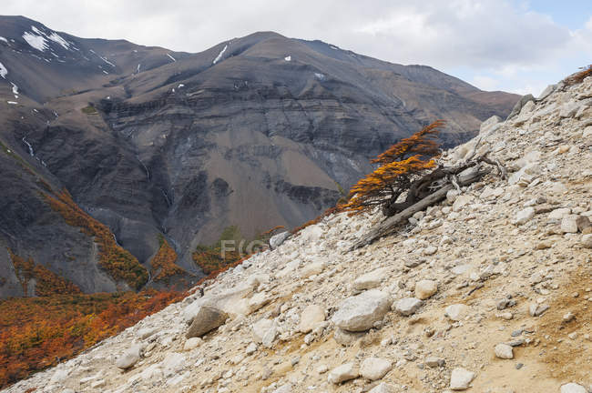 Lenga trees in valle ascensio — Stock Photo