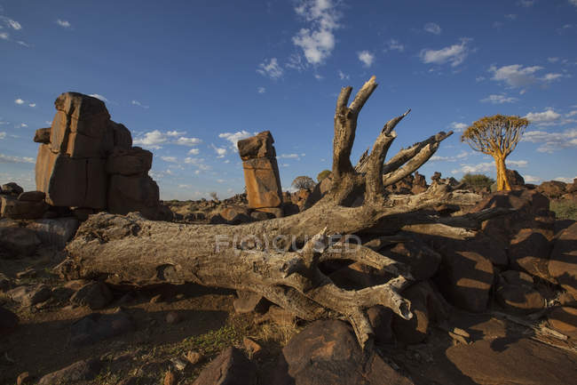 Dead and live quiver trees — Stock Photo