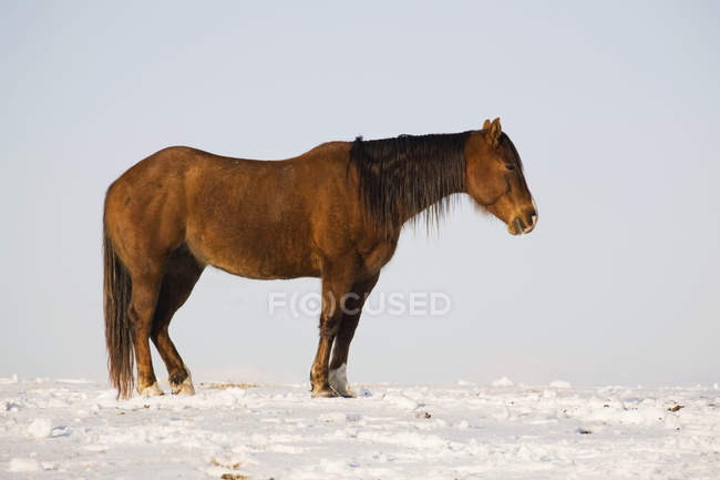 Profil des braunen Pferdes — Stockfoto