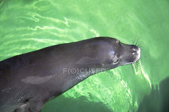 Earless seal swimming — Stock Photo