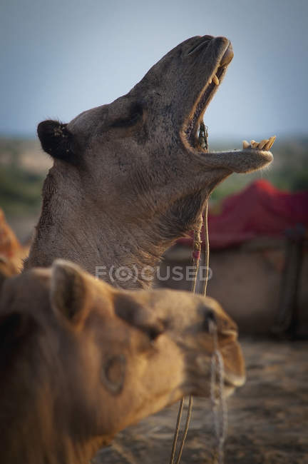 Cammello con bocca spalancata — Foto stock